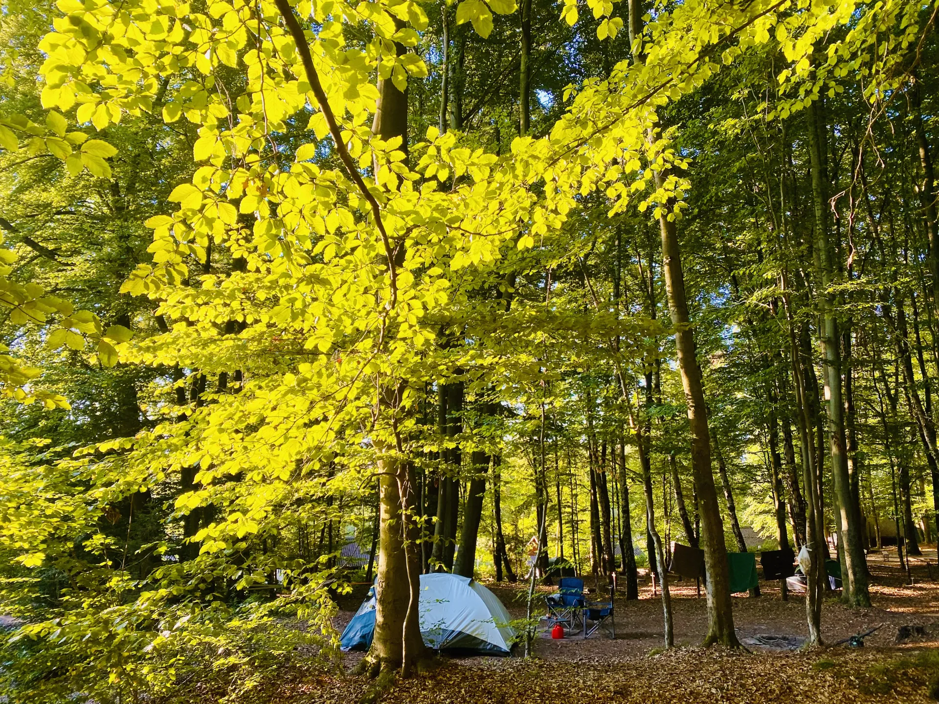 Zeltstellplatz im Wald - Nr. 5